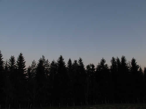 forest in the twilight